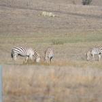 cambria2012CN_0040 (November 03, 2012)